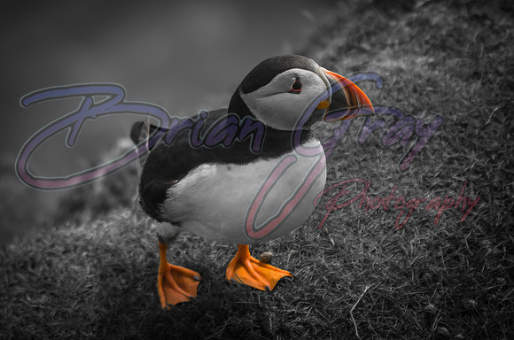 Puffin