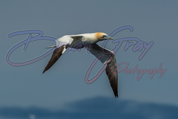 Gannet