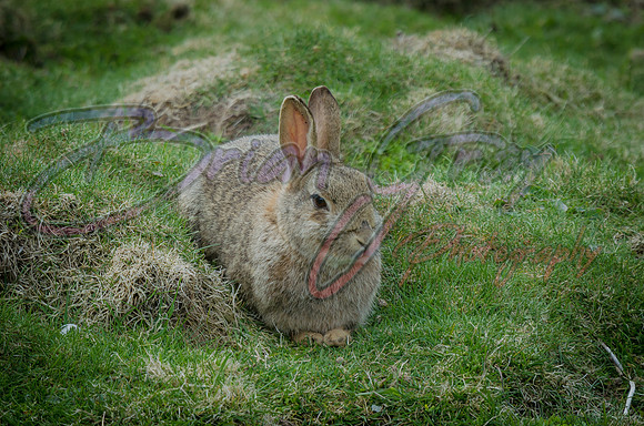 Rabbit