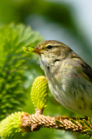 Warbler lunch