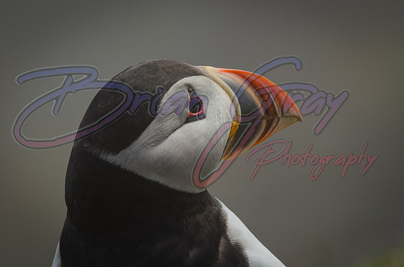 Puffin