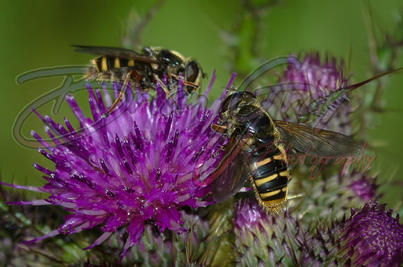 Hoverflies