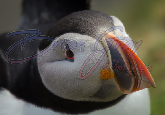 Puffin
