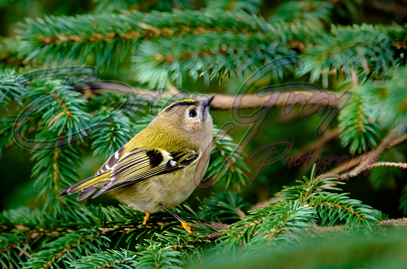 Goldcrest