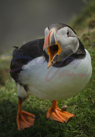 Puffin