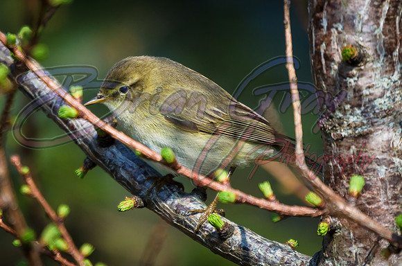 Willow Warbler