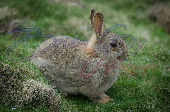 Rabbit