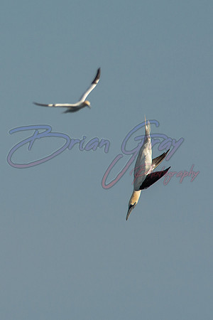 Gannet