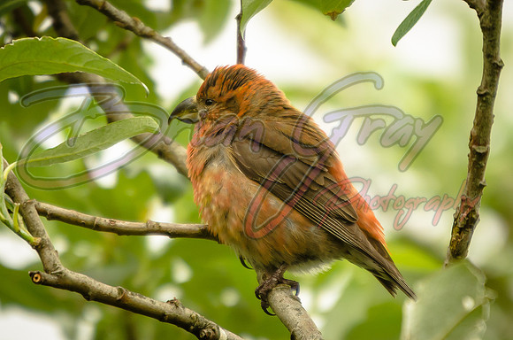 Common Crossbill