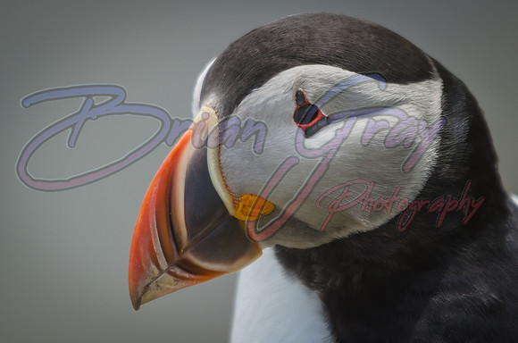 Puffin