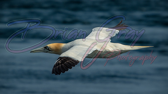 Gannet