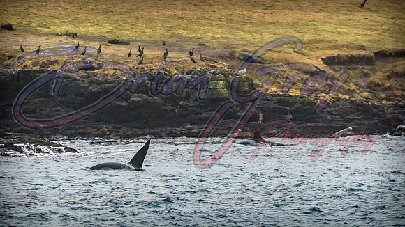Orcas