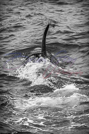 Orcas