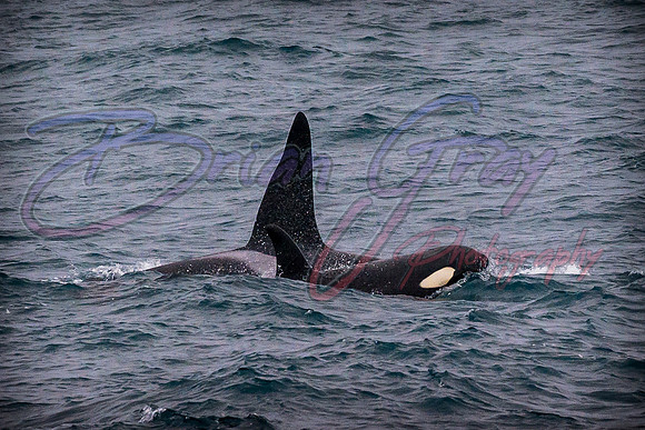 Orcas