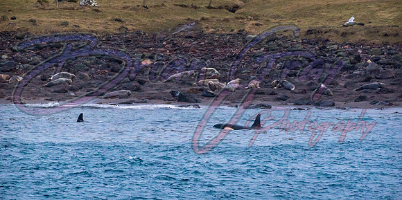Orcas
