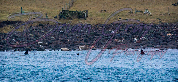 Orcas