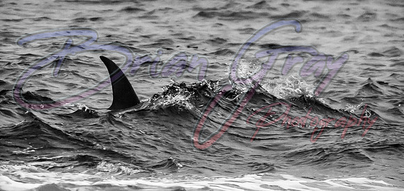 Orcas