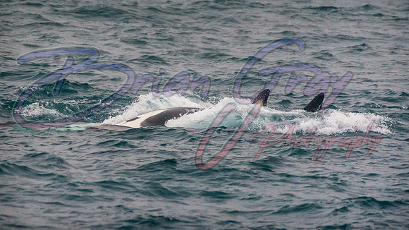 Orcas