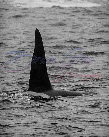 Orcas