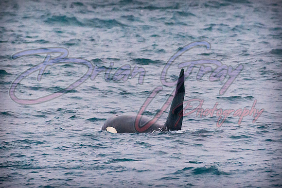 Orcas