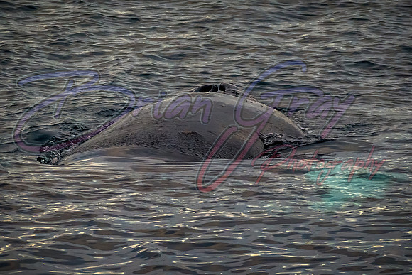 Humpback