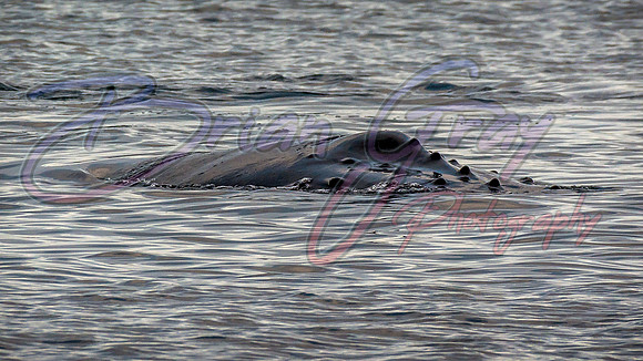 Humpback