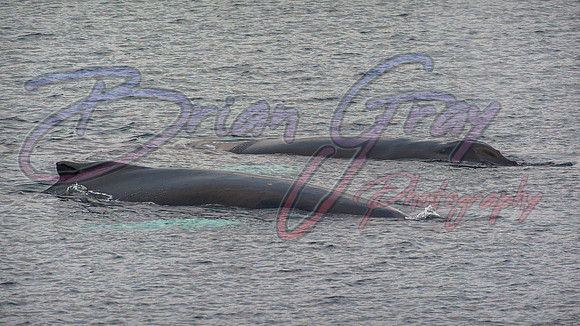 Humpback