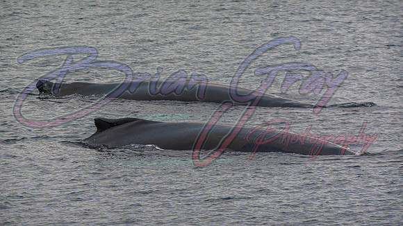 Humpback