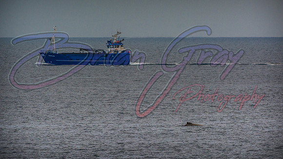 Humpback