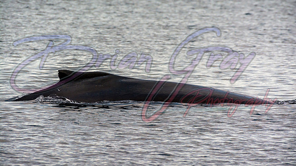 Humpback