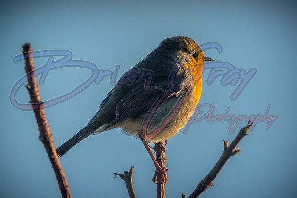 Robin