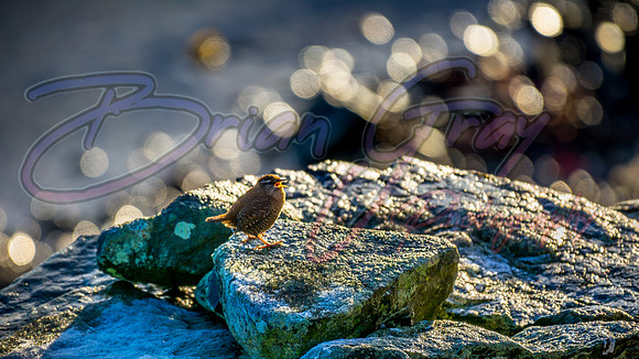 Wren
