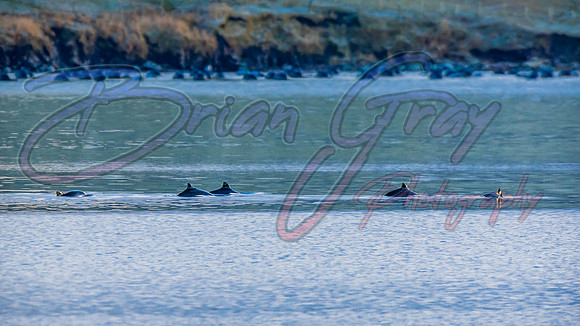 Harbour Porpoises