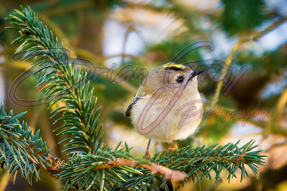 Goldcrest