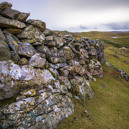 Lichen Walls