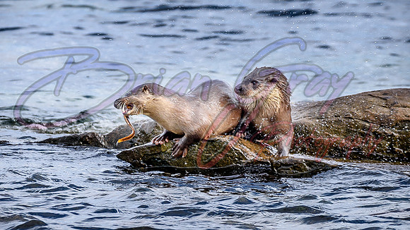 Shetland Otter