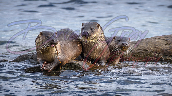 Shetland Otter