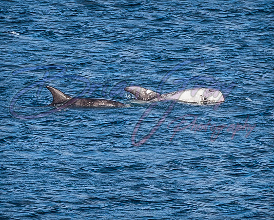 Risso Dolphins