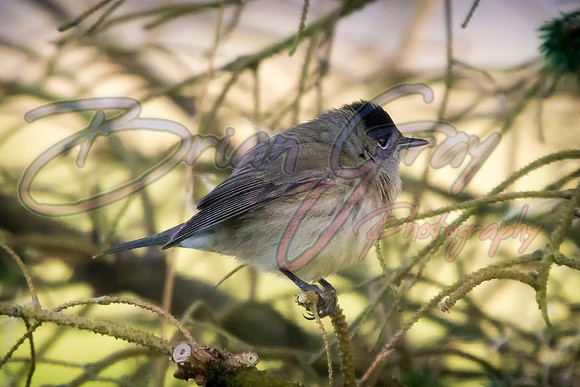 Blackcap