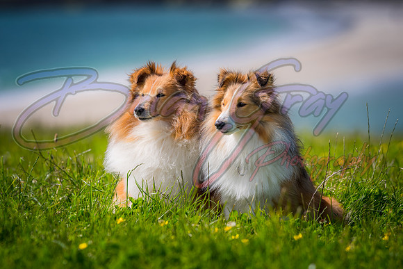 Shetland Sheepdog