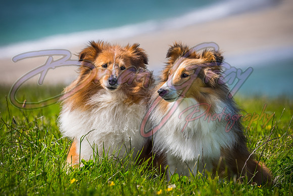 Shetland Sheepdog