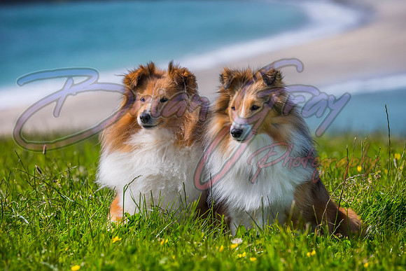 Shetland Sheepdog