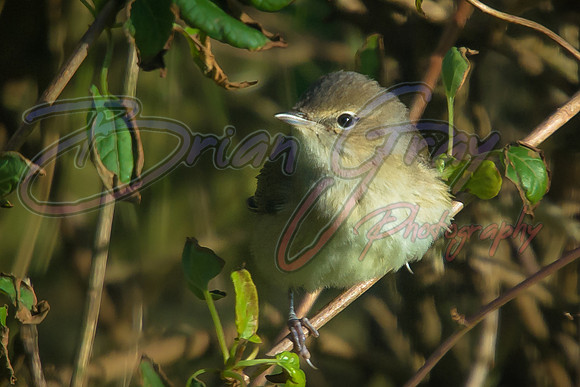 Garden Warbler