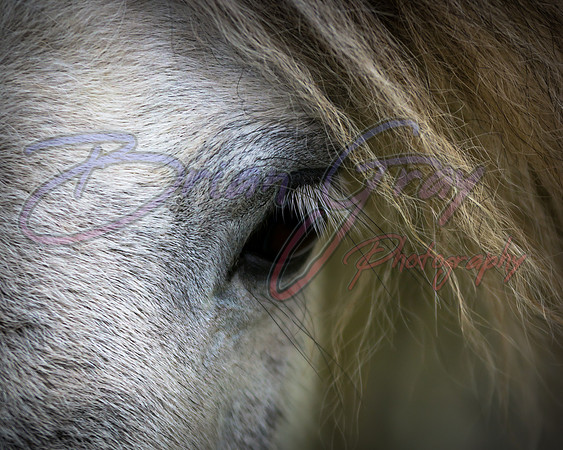 Shetland Pony