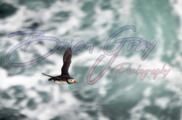 Puffin