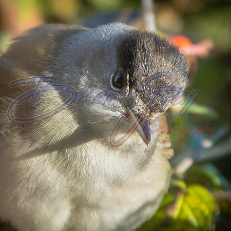Blackcap closeup