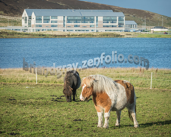 AHS Ponies