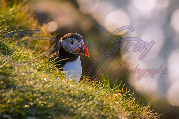 Sumburgh Head Puffin