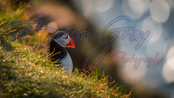 Sumburgh Head Puffin