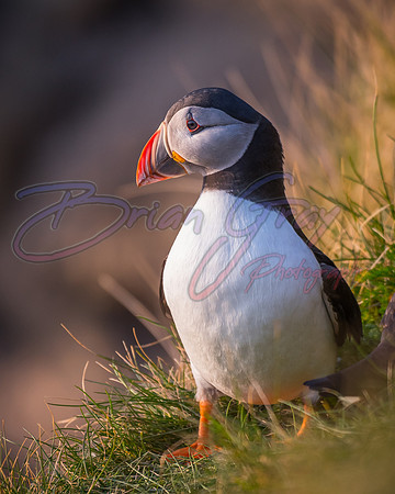 Sumburgh Head Puffin